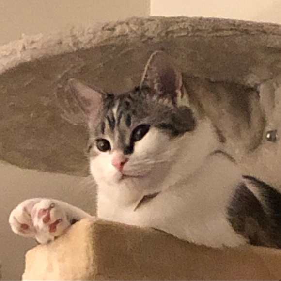 catmommy69